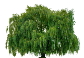 绿色杨柳树图片